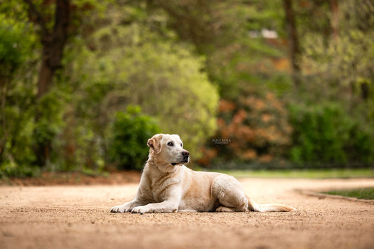 Het perfecte product voor jou als fotograaf!