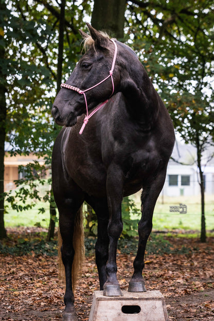 Meekijk moment Vrijheidsdressuur | Myrthe's paardenpassie