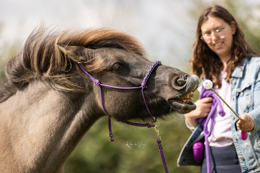 Clicker & Target Training Moment | Myrthe's Horse Passion