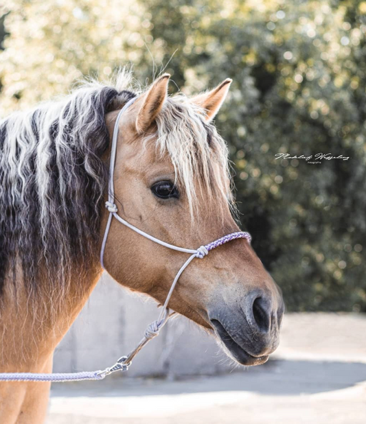 Touwhalster charlot braid 2026-2027