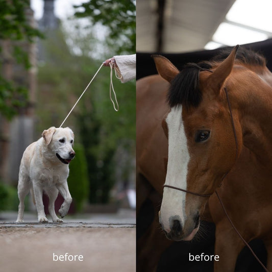 Duo deal - Photography Halter &amp; Line